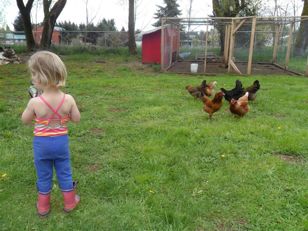 Chicken farmers letting the chickens out to play.
