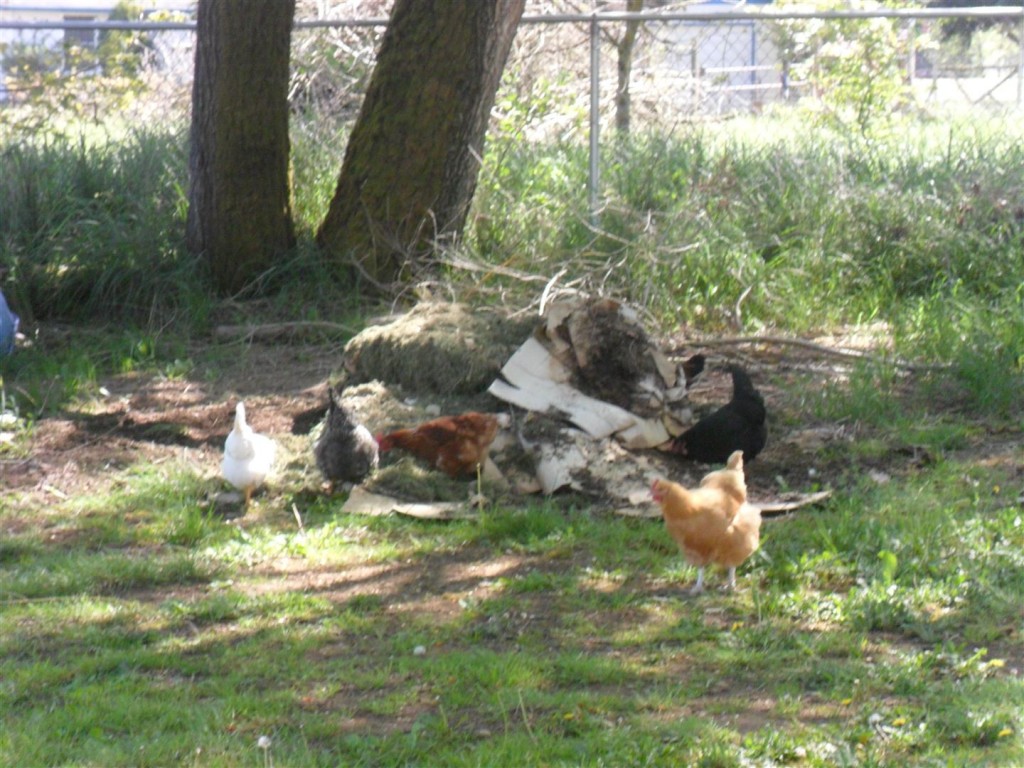 The chickens have decimated the compost heap... it's gone now.