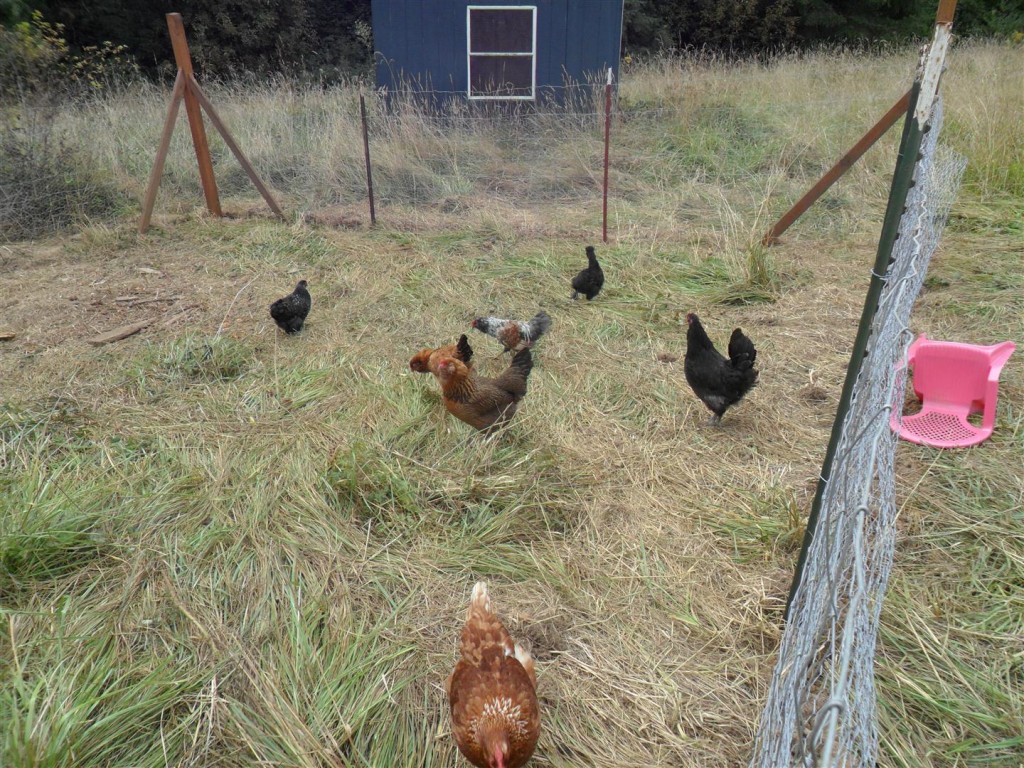 About half our hens and our bantam rooster (there on the left) out in the new run.