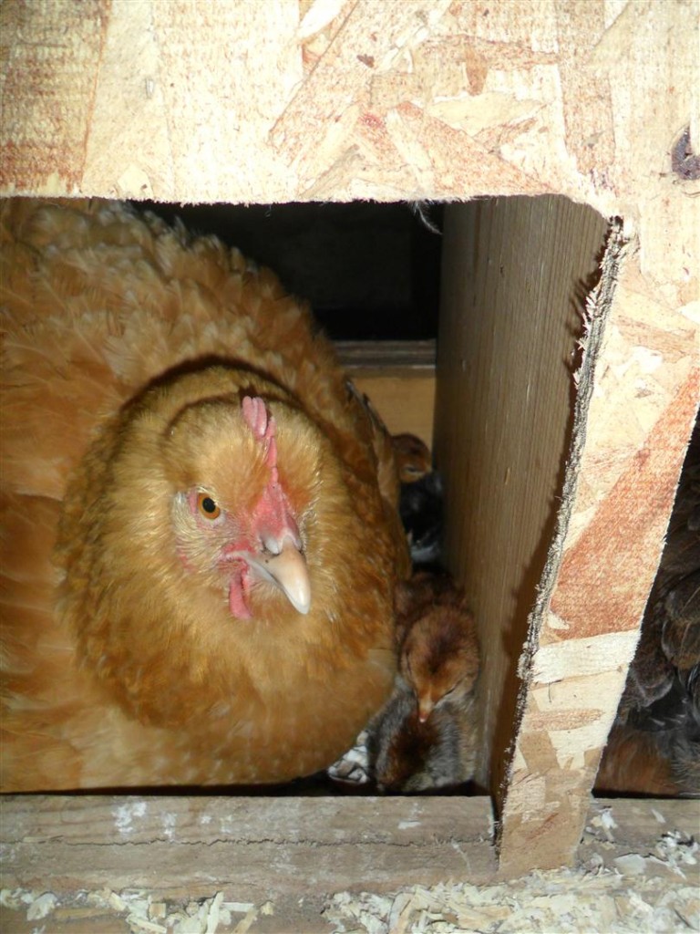 Our Buff Orpington (whom is named "Miss Broody") is our most dedicated mother.
