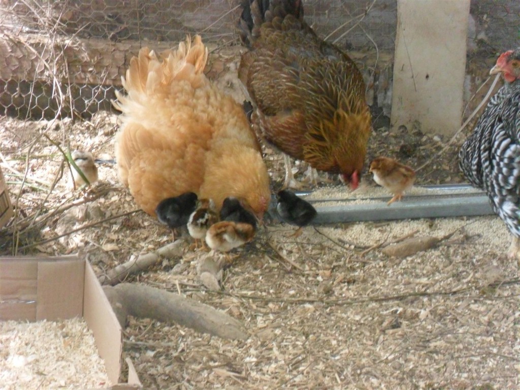 Miss Broody has most of the chicks follow her.  :-)