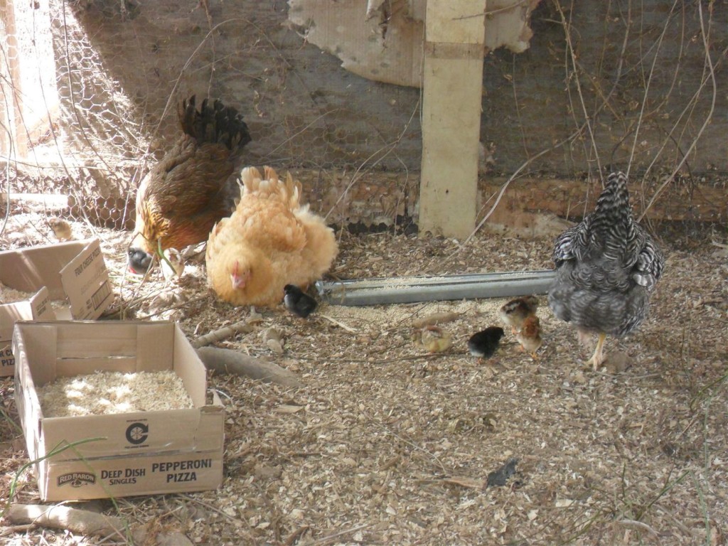 These two get along.  The Welsummer (far left) picks on the Barred Rock (far right).  Hopefully we don't have to separate.