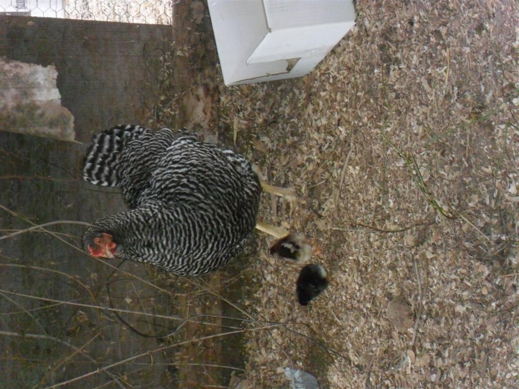 The barred rock with her chickies.