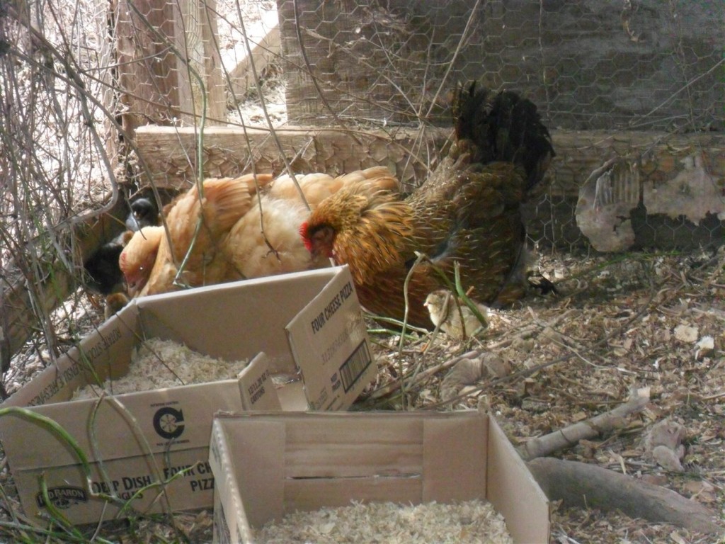 Settling down in the dust with their chicks.  There are seven chicks under them somewhere!