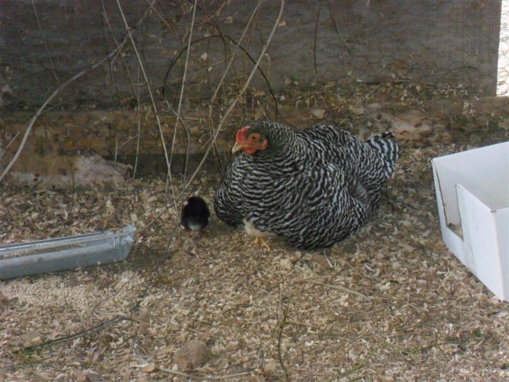 Settling down with her two chicks... one is in the process of diving under her.