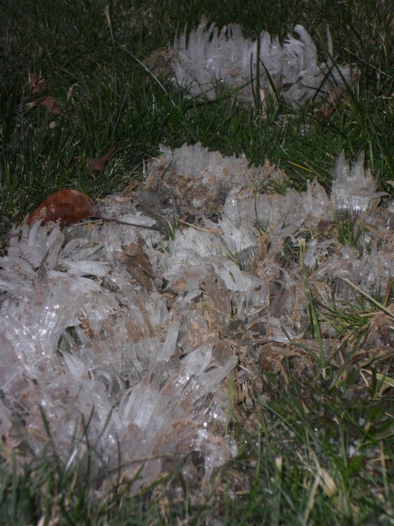 These are SO COOL!  This is up close of where we believe a spring is coming out of the ground on our property.  It made these ice flowers on the grass.