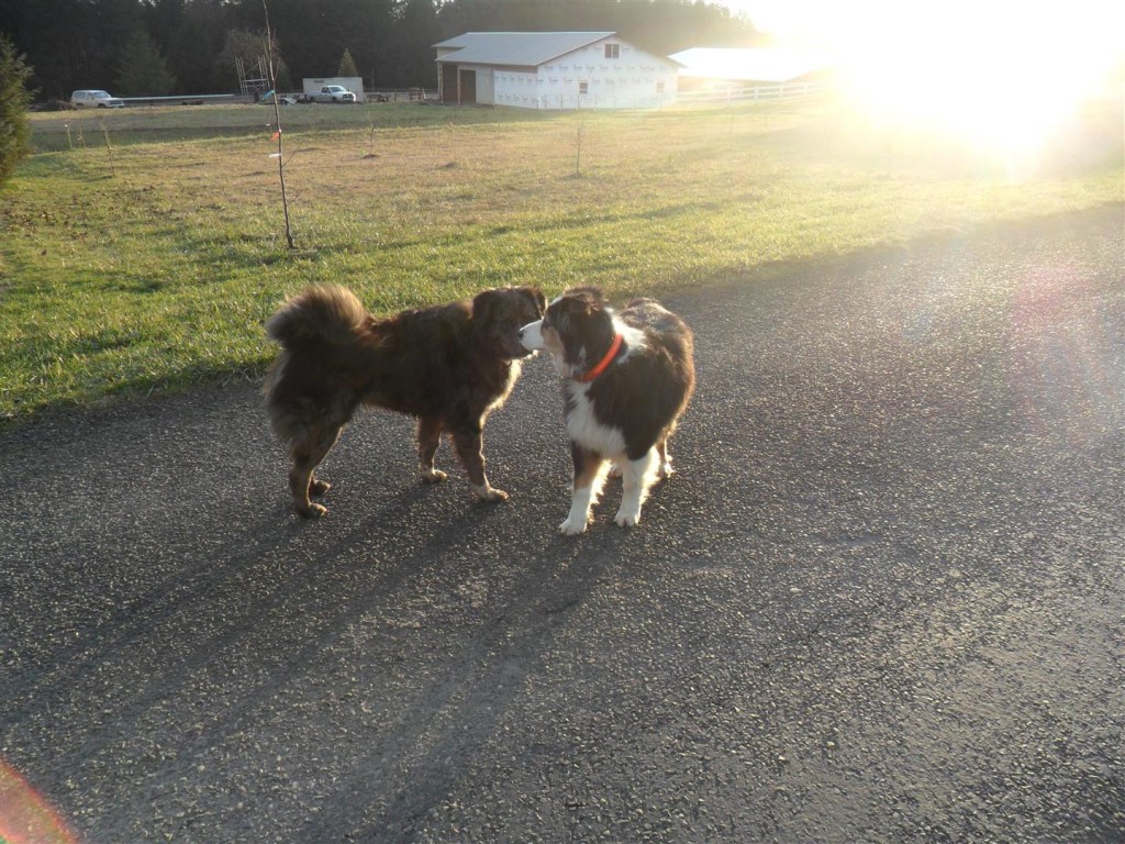 Smoke and Frank took longer to warm up to each other, but they seem to have things settled.