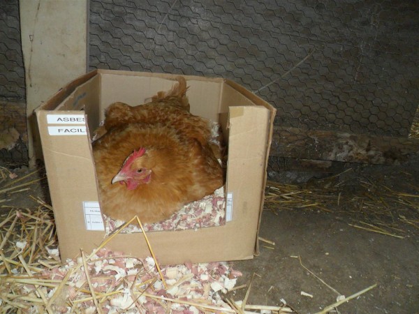 By contrast, our broody Buff Orpington fills the temporary broody nest we have for her in the 'chick room".