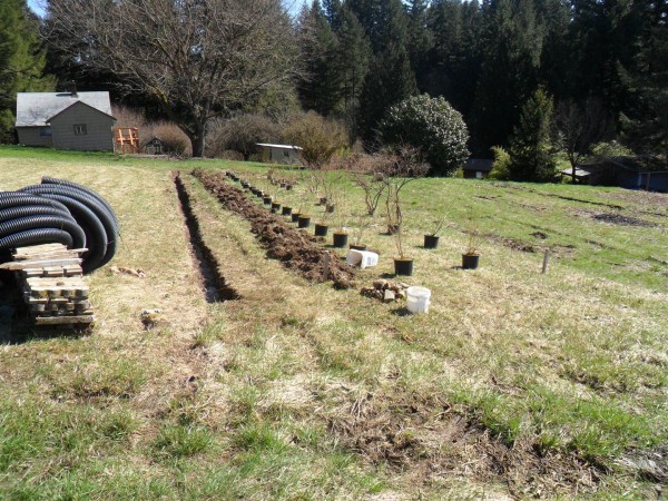 Before planting the blueberries.