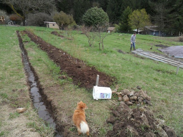 Because of the standing water, we decided to dig a ditch along where the blueberries are to lower the water table.  You can see Brian assembling the garden bed that we will hopefully plant stuff in asap!