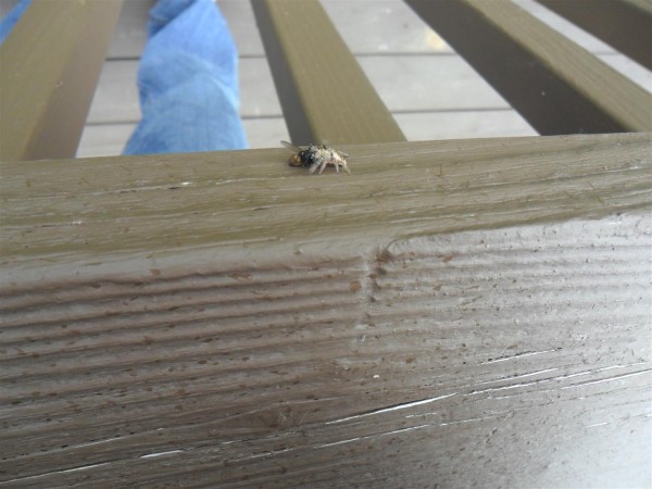 A spider had caught and killed this fly with no net.  He carried it off to eat.