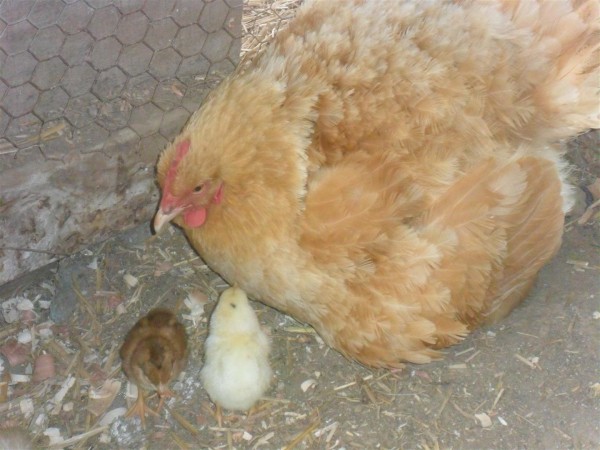 We have new chicks!  It's always such a miracle to see new life.