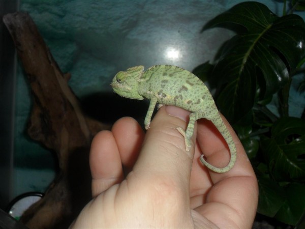 Tiny, adorable chameleons.  Only Maggie held this cute little fella.