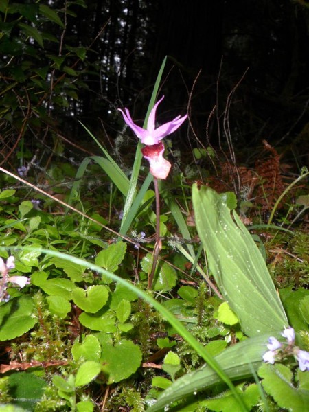 This is a lady slipper!