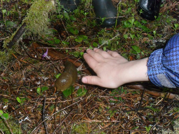 I have a hard time finding giant slugs beautiful, but they are pretty amazing!
