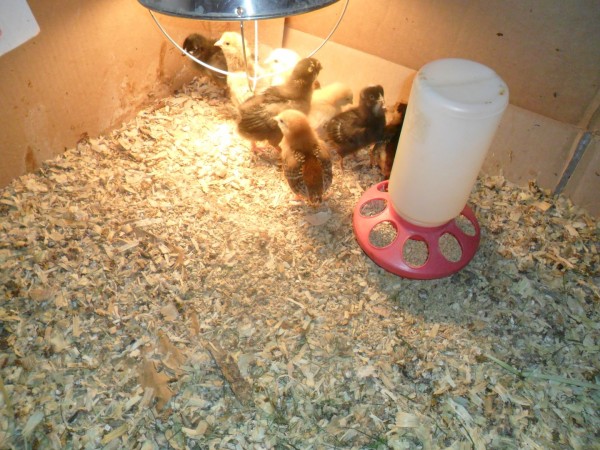 Here are the chicks shortly after we got them! The ones that are 5 or 6 weeks old now.