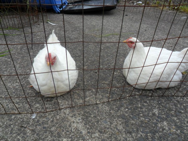 Favorite posture of the Cornish Cross meat chickens. They didn't walk a whole lot. I think if we were better at feeding them only at certain times and free ranging them, that they'd be healthier and happier. As it was, I was not happy with the way they looked and behaved.
