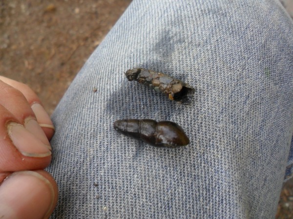 One of these is a snail and one is an insect. See the one on top? It's actually the larval stage of a caddisfly!