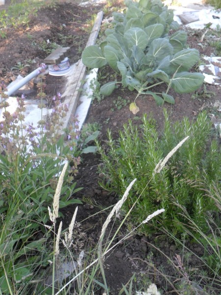 Blooming sage and rosemary near the brussel sprouts