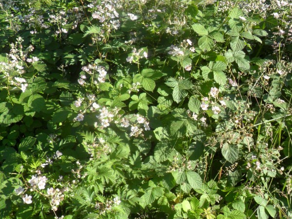 Lots of delicious, approachable blackberry blooms!