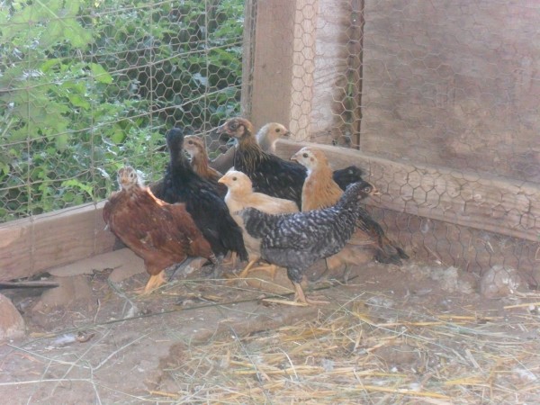 Here are our chicks - 5 weeks old today.