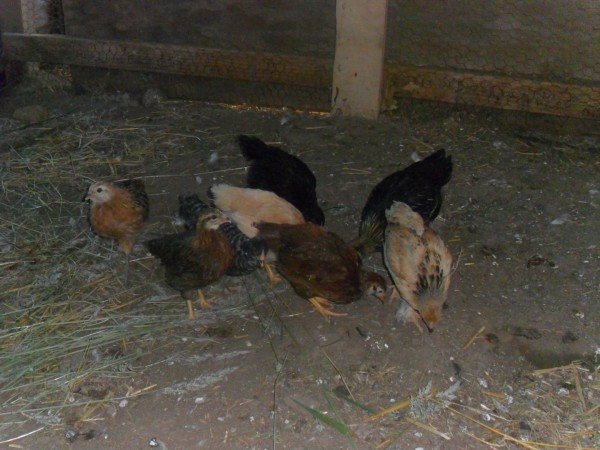 There is a: Buff Laced Wyandotte, Gold Laced Wyandotte, Barred Rock, Australorp, Welsummer, Americauna/Easter Egger, Buff Brahma and a Rhode Island Red. I had a lot of fun choosing them. They all lay brown eggs except one is dark brown and one will be blue or green.