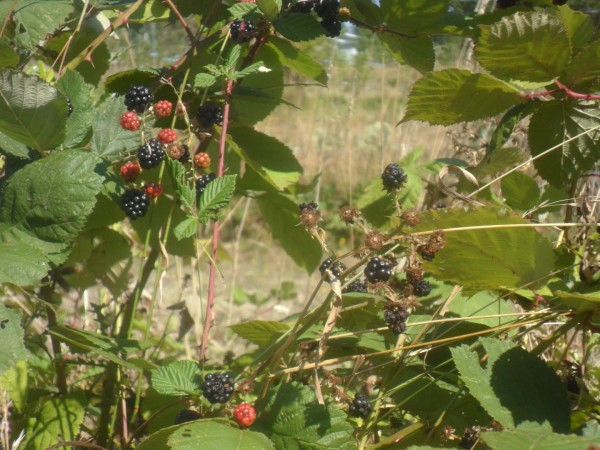 The only blackberries I could find. The rest were finished.