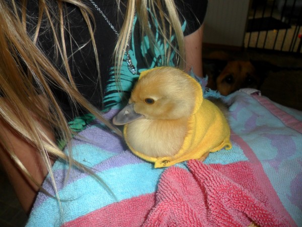 Our neighbor friends were over today and they played with the ducklings. I told them to keep the ducklings warm.... so Elli sewed two little sweaters for them.