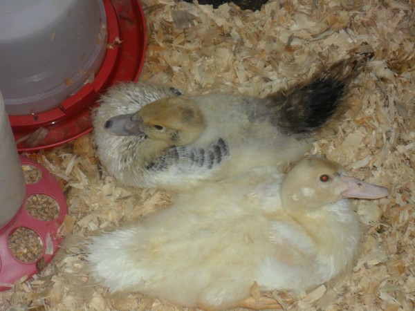 The dark colored duckling is the injured one.