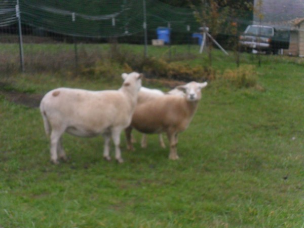 The two females are shown here - they don't look to be too heavily pregnant yet.