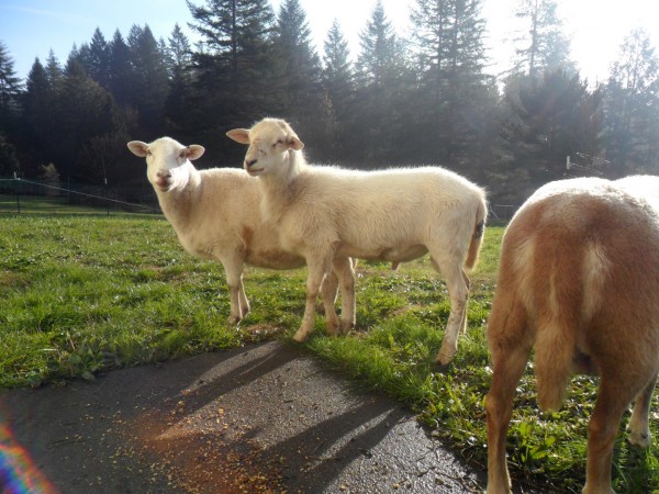 They Handsome sheepies.