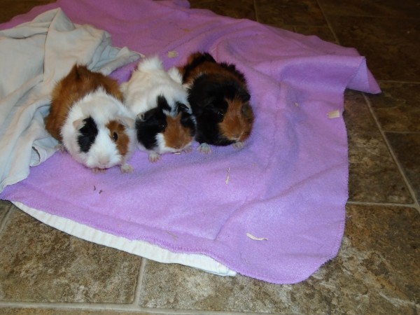 Meet three young guinea pigs - Panda, Snowflake and Blackie.