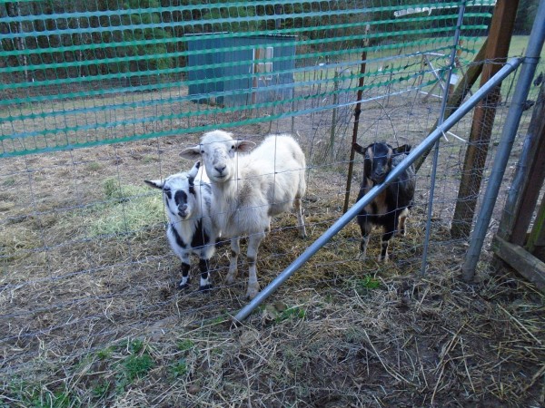 The boys on the other side of the fence. They just wanted supper.
