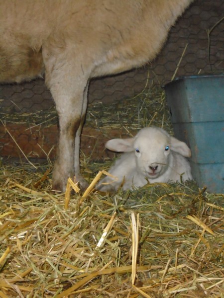 The lamb carefully found her way to the front of her mama and laid (layed?) down to rest.