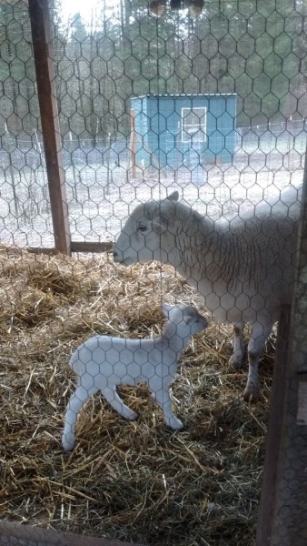 The first lamb - Halo - little ewe lamb. So precious.