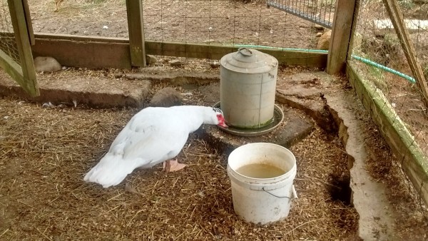 We have a large male muscovy duck that needs to go. Maybe we will eat him. See how huge he is!? We have two males and this is the one we're not keeping.