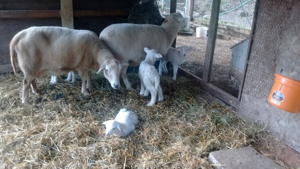 A large ram, a medium sized ewe and a small ram all born to Brownie.
