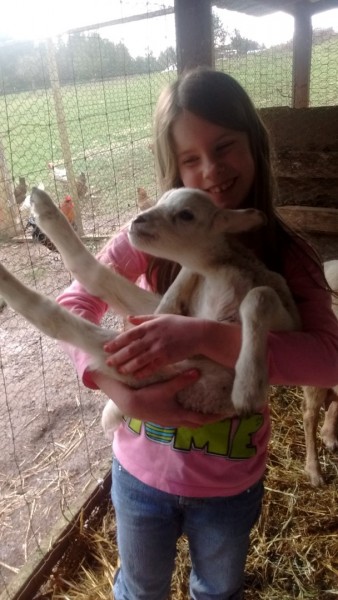 Anna is a great 4-H newbie with these lambs.