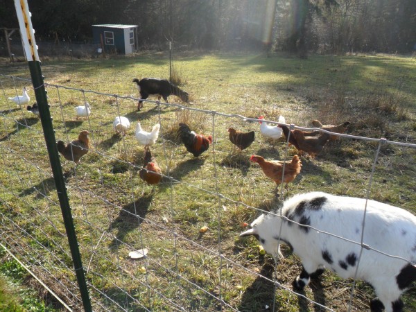 2 goats, 15 chickens, 4 ducks, 3 sheep, 2 dogs, 1 cat, 4 kids, 2 grownups. Big messes and good times.