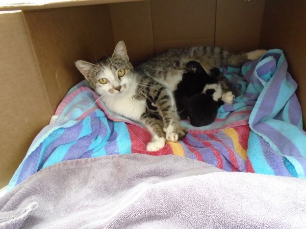 Here is the first batch of kittens we've fostered and their sweet mama.
