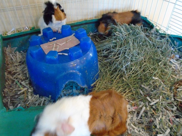 Random guinea pig picture. Or as Brian calls them, furry, squeaking potatoes.