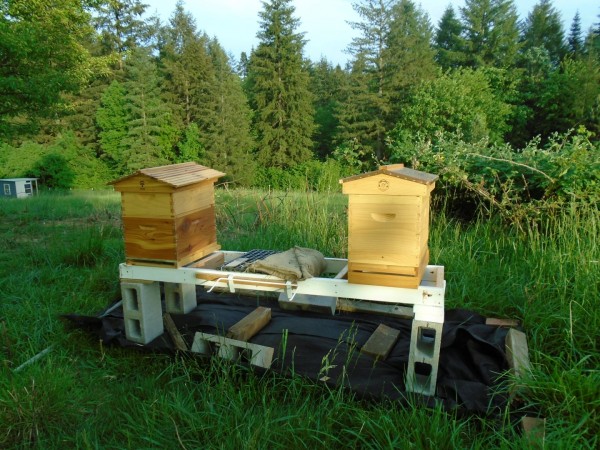 Empty hives
