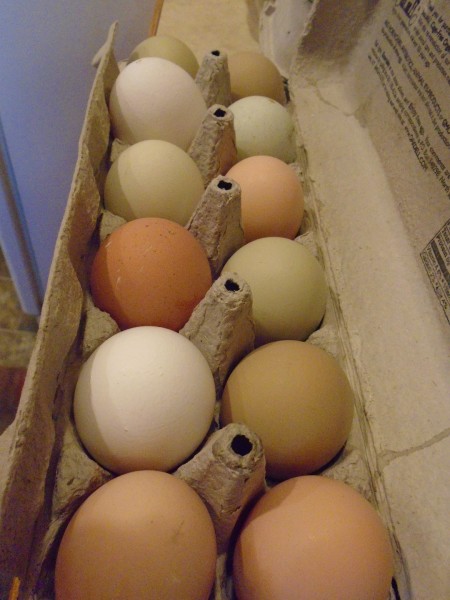 I enjoy our colorful chicken eggs.