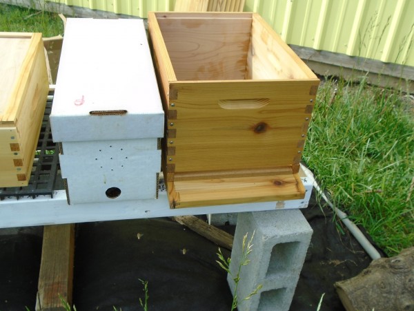 Hive on the east has Pacific Northwest "survivor" bees - don't know what kind they started as. 