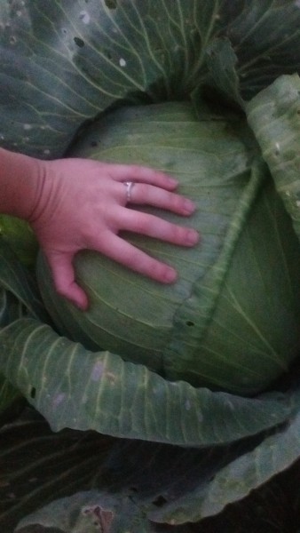 This is an elephant cabbage we grew.