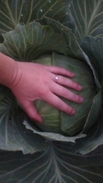 This is a normal cabbage we grew.