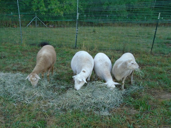 We said farewell to our sheep this September. We needed fewer outdoor chores.