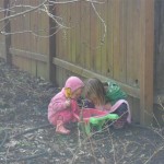 Looking for worms to feed the chickens.
