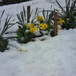 Pretty, brave daffodils in the confused weather