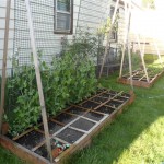 Ok - to the garden!!!! Here is a row of peas! 8 plants per 1 foot section. Peppers will be planted in front. Our yard does not get enough hours of sun, but I'm going to try anyway!